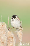 Reed Bunting (Emberiza schoeniclus)