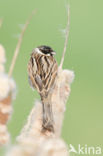 Reed Bunting (Emberiza schoeniclus)