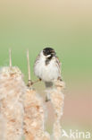 Reed Bunting (Emberiza schoeniclus)