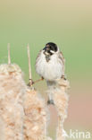 Reed Bunting (Emberiza schoeniclus)