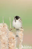 Reed Bunting (Emberiza schoeniclus)