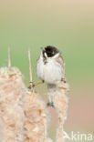 Rietgors (Emberiza schoeniclus)