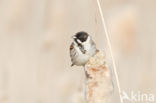 Reed Bunting (Emberiza schoeniclus)
