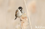 Reed Bunting (Emberiza schoeniclus)