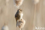 Reed Bunting (Emberiza schoeniclus)