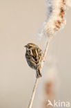 Reed Bunting (Emberiza schoeniclus)