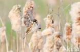 Reed Bunting (Emberiza schoeniclus)