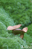 Rimpelende melkzwam (Lactarius theiogalus)