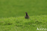 Red-legged Partridge (Alectoris rufa)