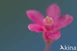 redflower currant (Ribes sanguineum)