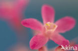 redflower currant (Ribes sanguineum)