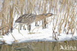 Bittern (Botaurus stellaris)