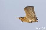 Bittern (Botaurus stellaris)