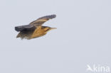 Bittern (Botaurus stellaris)