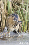 Bittern (Botaurus stellaris)