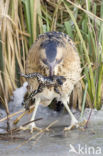 Bittern (Botaurus stellaris)