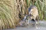 Bittern (Botaurus stellaris)