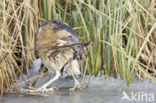 Bittern (Botaurus stellaris)