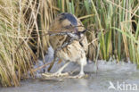 Bittern (Botaurus stellaris)