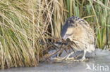 Bittern (Botaurus stellaris)