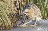 Bittern (Botaurus stellaris)