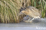 Bittern (Botaurus stellaris)