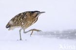 Bittern (Botaurus stellaris)