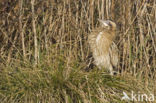 Bittern (Botaurus stellaris)