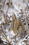 Bittern (Botaurus stellaris)