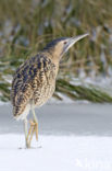 Bittern (Botaurus stellaris)