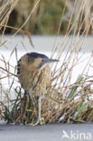 Bittern (Botaurus stellaris)