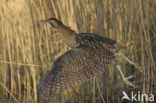 Bittern (Botaurus stellaris)