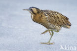 Bittern (Botaurus stellaris)