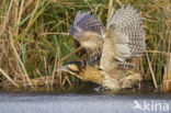 Bittern (Botaurus stellaris)