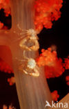 red Soft coral (Dendronephthya spec.)