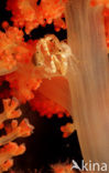 red Soft coral (Dendronephthya spec.)