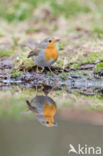 European Robin (Erithacus rubecula)