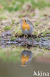 European Robin (Erithacus rubecula)
