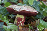 Boletus rhodoxanthus