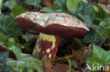 Roodnetboleet (Boletus rhodoxanthus) 