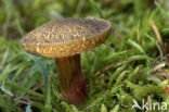 Roodsteelfluweelboleet (Boletus chrysenteron)