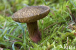 Roodsteelfluweelboleet (Boletus chrysenteron)