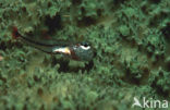 Red-spotted cardinalfish (Apogon parvulus)