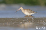 Bar-tailed Godwit (Limosa lapponica)