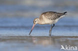 Bar-tailed Godwit (Limosa lapponica)
