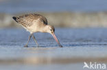 Bar-tailed Godwit (Limosa lapponica)