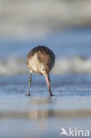 Bar-tailed Godwit (Limosa lapponica)