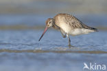 Bar-tailed Godwit (Limosa lapponica)