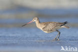 Bar-tailed Godwit (Limosa lapponica)