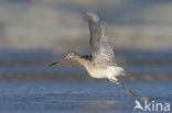 Bar-tailed Godwit (Limosa lapponica)